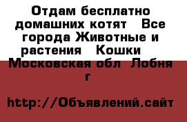 Отдам бесплатно домашних котят - Все города Животные и растения » Кошки   . Московская обл.,Лобня г.